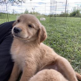 Golden Retriever Puppies from Hearth & Homestead