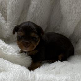 Rolly AKC - Chocolate and tan male Yorkshire Terrier puppy in Labelle, Florida from Chocolate and Parti Yorkies in Florida