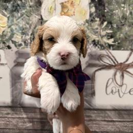 Mabel - Red female Cavapoo puppy in Riverview, Florida from Doodley Doo Doodles