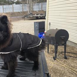 Pomeranian Puppies from Mary's Pomeranians