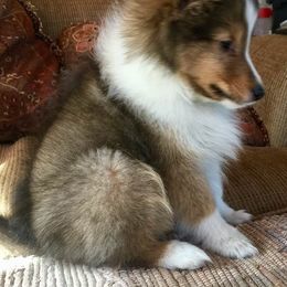 Shetland Sheepdog Puppies from September Morning Shelties