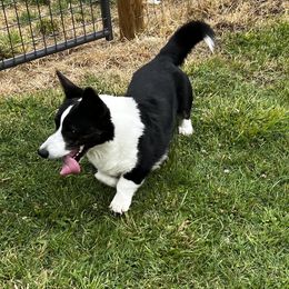 Rossi - Cardigan Welsh Corgi