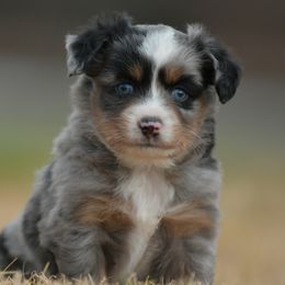 Drew - Blue merle male Miniature Australian Shepherd puppy in Hartman, Arkansas from Southern Edition Aussies