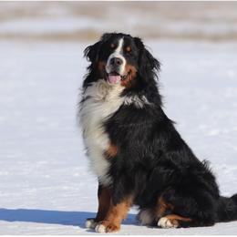 Ruben - Bernese Mountain Dog
