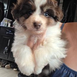Red Tri Boy 2 - Red tri-color male Miniature American Shepherd puppy in Vivian, Louisiana from Jem Miniature American Shepherds