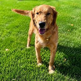 Callie - Golden Retriever