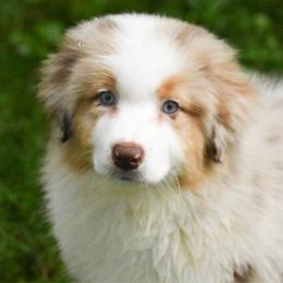 Rose - Red merle female Australian Shepherd puppy in Easton, Missouri from MMA Kennel