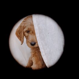 Goldendoodle Puppies from Abner Creek Doodles