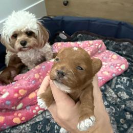 Tootsie - Red female Cavapoo puppy in South Jordan, Utah from Sage Puppies