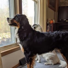 Bernice - Bernese Mountain Dog
