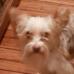 Pete - Yorkshire Terrier