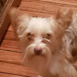 Pete - Yorkshire Terrier