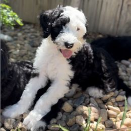 Goldendoodles and Sheepadoodles from Peak Pups