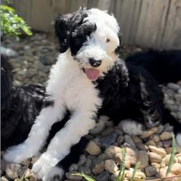 Goldendoodles and Sheepadoodles from Peak Pups