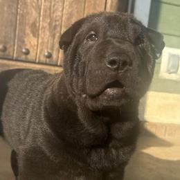 Bingo - Black male Chinese Shar-Pei puppy in Chipley, Florida from HapPei House of Wrinkles