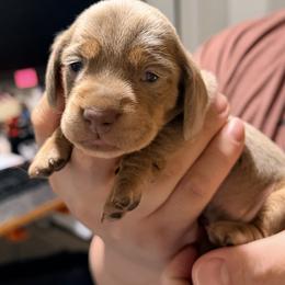 Butterscotch - Fawn (isabella) and tan female Dachshund puppy in Sterling, Colorado from Country Chics Doxies