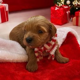 Arctic - Cafe au lait male Maltipoo puppy in St. George, Utah from Winchester Hills Poodles and Doodles