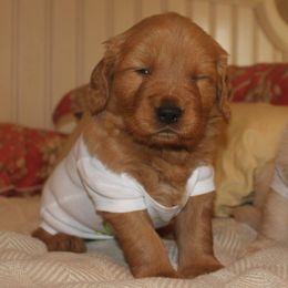 Golden Retrievers from Esquire Golden Retrievers