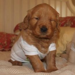 Golden Retrievers from Esquire Golden Retrievers
