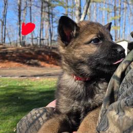 Red Boy - Sable male German Shepherd puppy in Gaineville, Georgia from Des Nebels