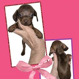 Red SMOOTH - Red female Dachshund puppy in Lufkin, Texas from Dixie Chic Frenchies