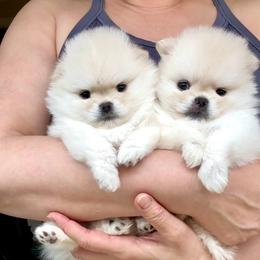 Pomeranian puppies from Bon Bon Poms