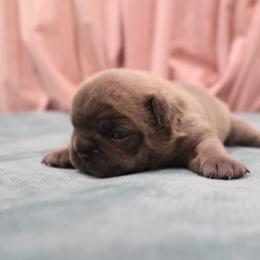 French Bulldog Puppies from Short Leg Frenchies