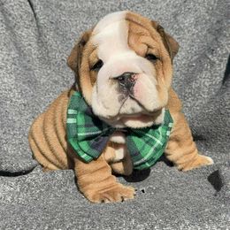 Walter - Red male Bulldog puppy in Lakeland, Florida from Fur Love And Puppies