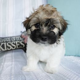 Elvis - Tri-color male Coton de Tulear puppy in Forney, Texas from Buttercup Cotons of Texas