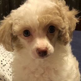 Poodle Puppies from S.H.A.R.P.’s Toy Poodles