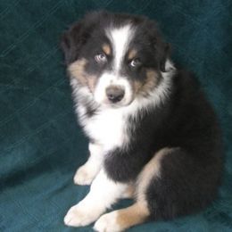 Australian Shepherds from OutBack Aussie OutLaws