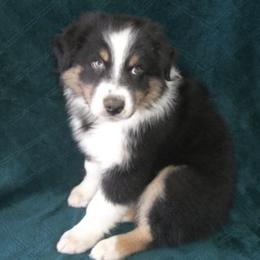 Australian Shepherds from OutBack Aussie OutLaws
