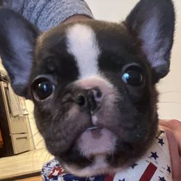 Boston Terriers from Baxters Boston Terrier of Louisiana