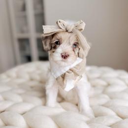 Calling Bird - 12 Days of Christmas - Merle female Goldendoodle puppy in Syracuse, Indiana from The Doodle Cove