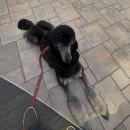 Zuko - Poodle