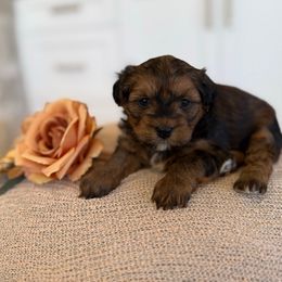 Ginger - Red sable female Havapoo puppy in South Jordan, Utah from Lady Paws Puppies - Cassie