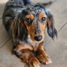 Megan - Dachshund
