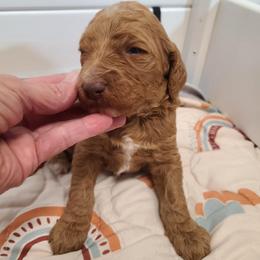 Blue Collar - Red  male Poodle puppy in Colorado Springs, Colorado from Silly's Standard Poodles