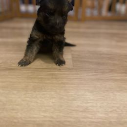 Alora - Black and red female German Shepherd puppy in Youngsville, North Carolina from Di casa Esperanza