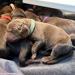 Teal Girl - Chocolate female Labrador Retriever puppy in Rock Hill, South Carolina from North Star Retrievers