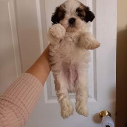 Shih Tzu Puppies from Tiny Bubbles Shih Tzus