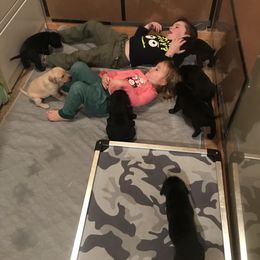 Labrador Retriever Puppies from Whispering Creek British labs LLC