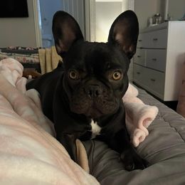 French Bulldogs from Loyal Family Frenchies