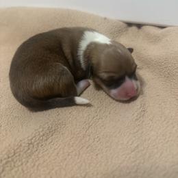 Bandita - Sable female Pembroke Welsh Corgi puppy in Huntington, Texas from Flower Hill Farm