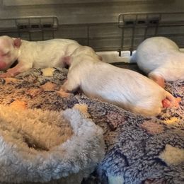 Maltese - White male Maltese puppy in Houston, Texas from The Royal Furbabies