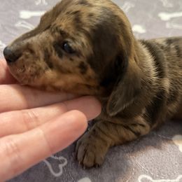 Kiwi - Dapple female Dachshund puppy in Raeford, North Carolina from Army of Dachshunds