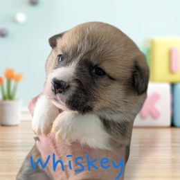 Whiskey - Red Pembroke Welsh Corgi puppy in Berkeley Springs, West Virginia from Hummingbird Farm