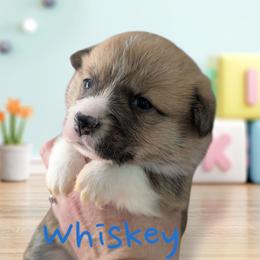 Whiskey - Red Pembroke Welsh Corgi puppy in Berkeley Springs, West Virginia from Hummingbird Farm