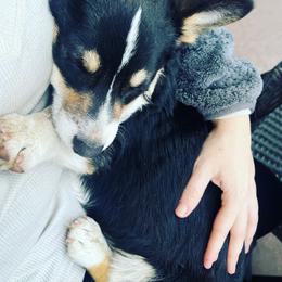 American Corgi, Cardigan Welsh Corgi, and Pembroke Welsh Corgi Puppies from Enok Corgis