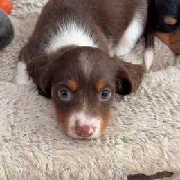 AKC Olaf - Piebald male Dachshund puppy in Erie, Michigan from Champagne’s Grinch Toe’d Dachshunds